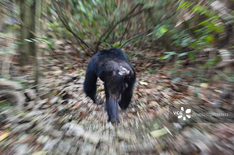 奔跑的雄性黑猩猩（Pan troglodytes），坦桑尼亚马哈莱山国家公园，东非，非洲图片素材