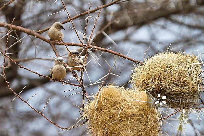 坦桑尼亚鲁阿哈国家公园，金合欢树上筑巢的灰头织布鸟图片素材