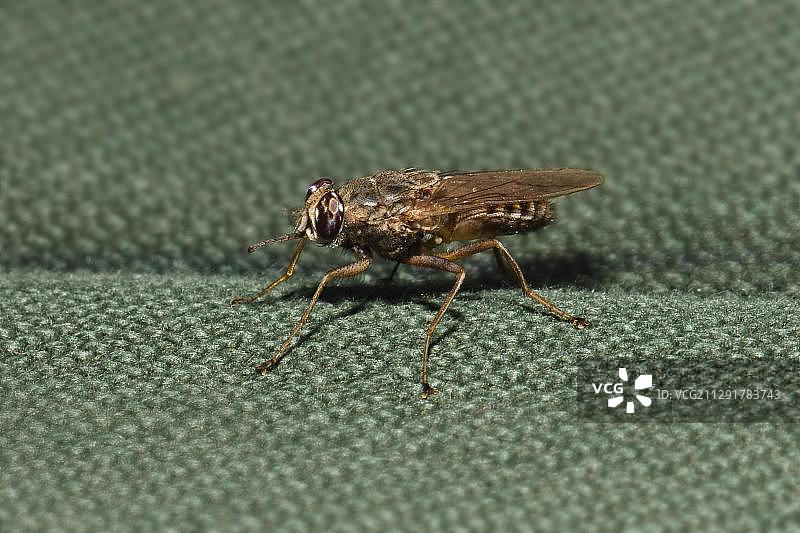 采采蝇，坦桑尼亚，东非，非洲图片素材