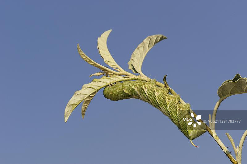 烟草天蛾毛毛虫，栖息于植物上图片素材