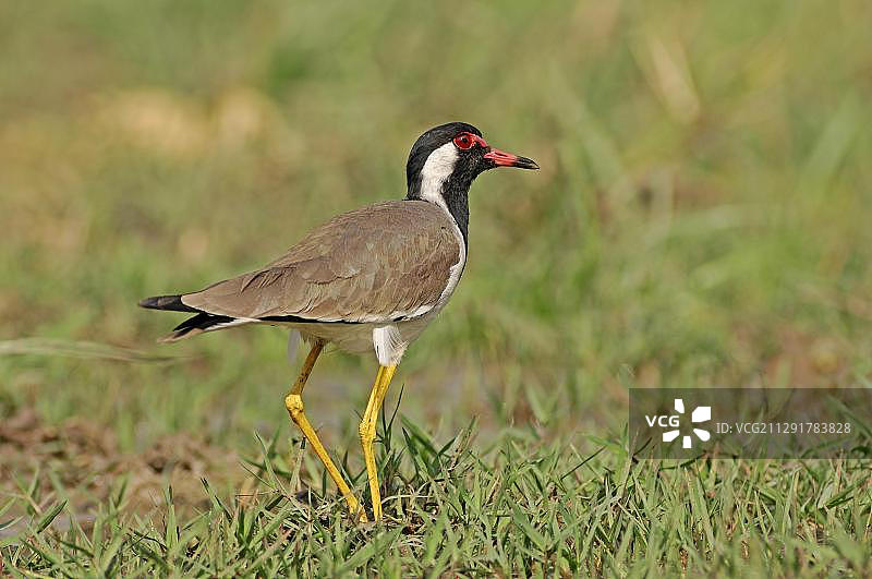 红肉垂麦鸡，亚洲，印度，拉贾斯坦邦，Keoladeo Ghana国家公园图片素材