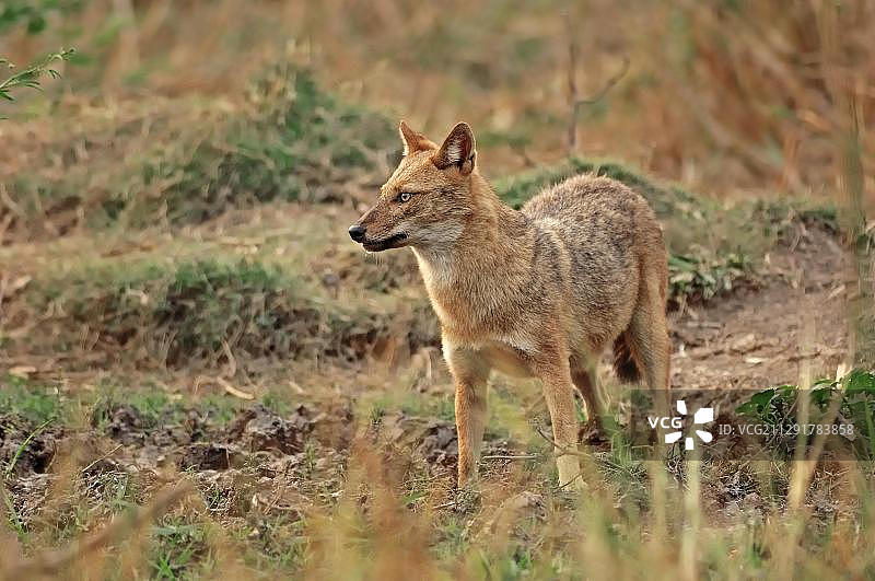 胡狼（金豺），印度拉贾斯坦邦克奥拉德奥加纳国家公园图片素材