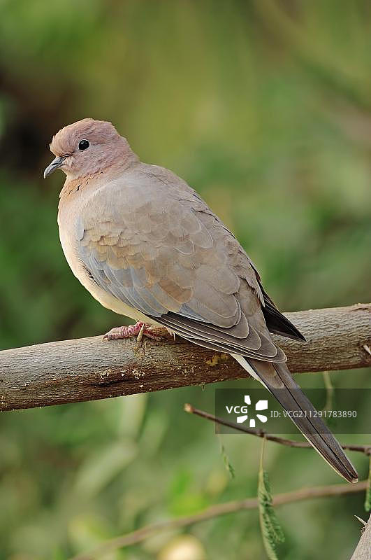 笑着的鸽子（Streptopelia senegalensis cambayensis），凯奥拉德奥加纳国家公园，拉贾斯坦邦，印度，亚洲图片素材