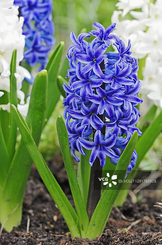 风信子图片素材