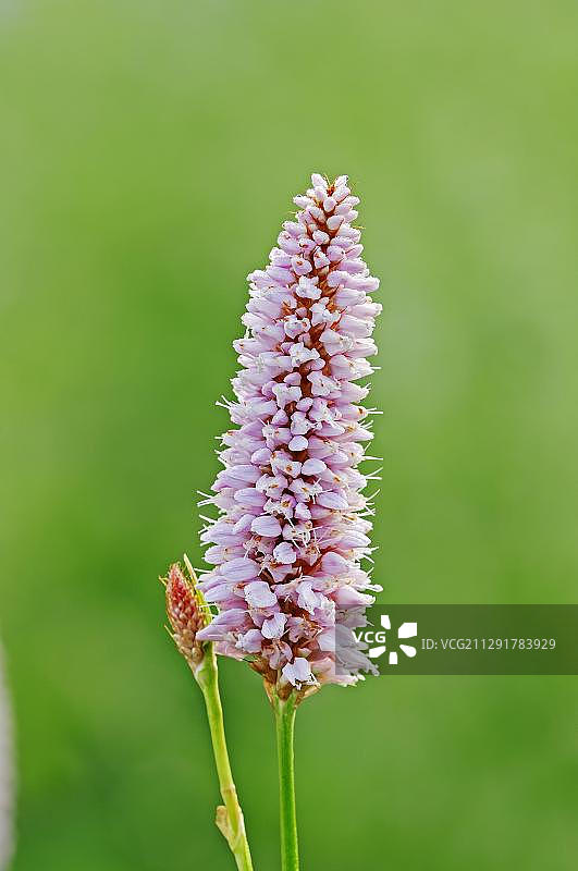 北莱茵-威斯特法伦的拳参图片素材