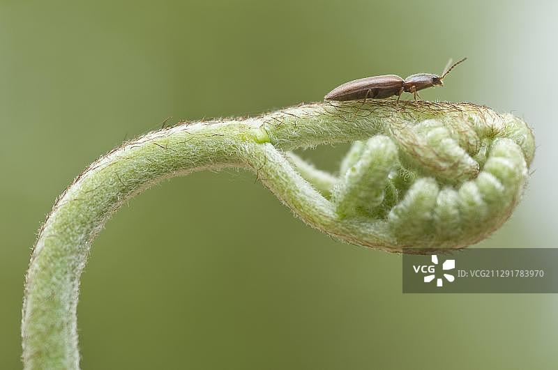 在发芽的欧洲蕨上的点击甲虫，德国下萨克森州埃姆斯兰图片素材