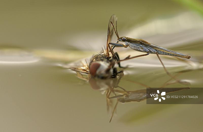 Common Pond Skater，保加利亚北部图片素材