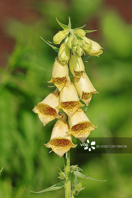 德国欧洲的大花毛地黄图片素材