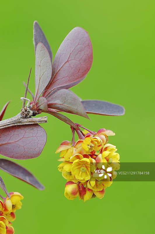 日本小檗或 Thunberg 小檗（Berberis thunbergii），开花枝，原产于中国和日本，园林植物，观赏树木和灌木图片素材