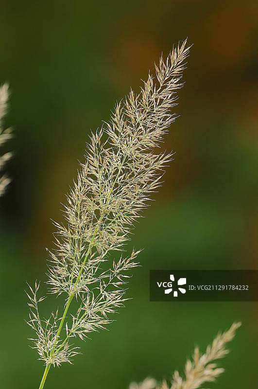 原产于东亚和澳大利亚的观赏植物喷泉草图片素材