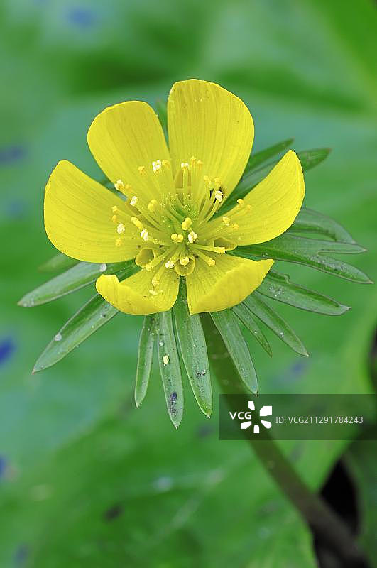 毛茛花（冬花毛茛），北莱茵-威斯特法伦，德国，欧洲图片素材