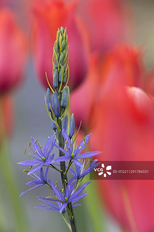蓝色多瑙河卡马西亚花图片素材