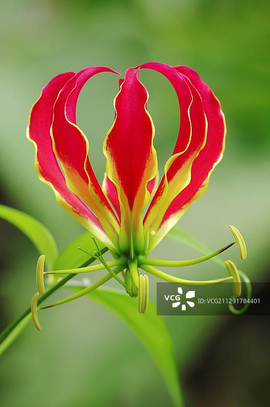 火焰百合图片素材