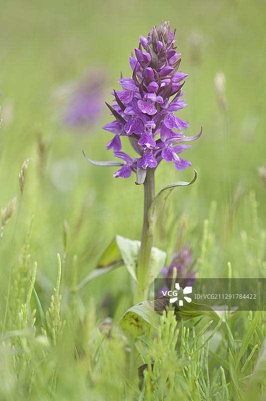 欧洲荷兰特塞尔岛上的西方沼泽兰图片素材