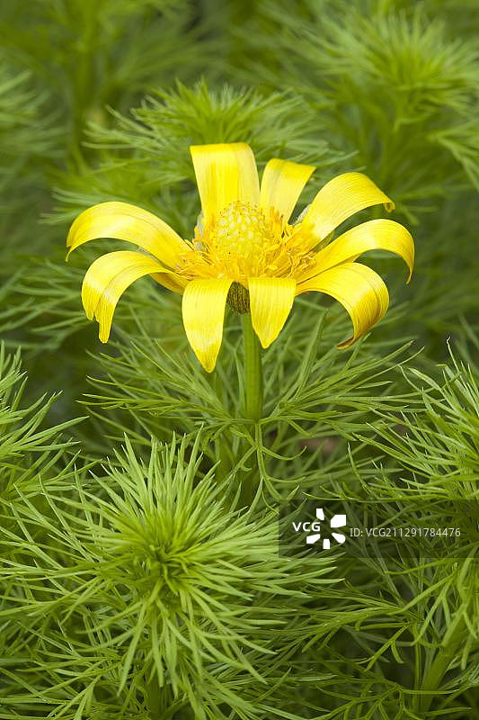 植物园的顶冰花图片素材
