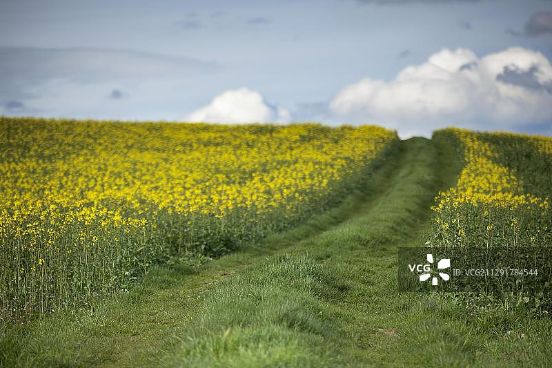 德国巴登-符腾堡州邦多夫附近的油菜田图片素材