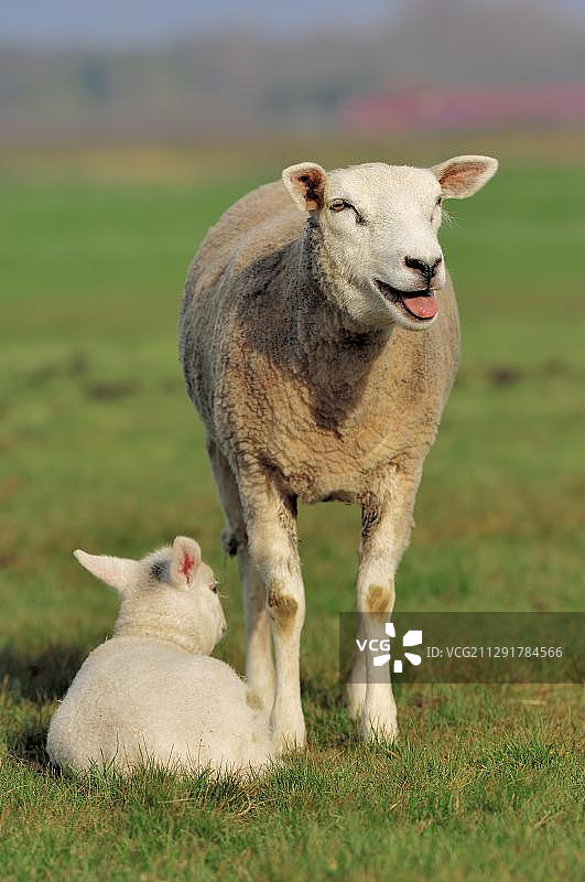 北荷兰牧场上的家养绵羊母羊和小羊图片素材