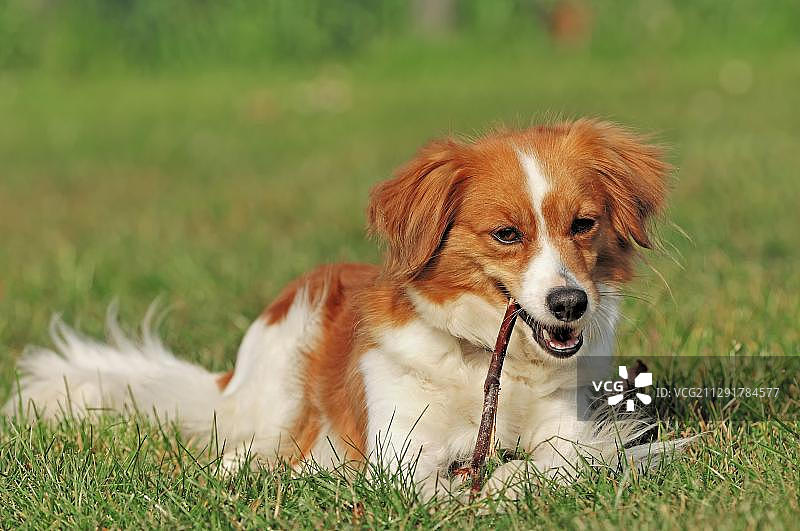 克罗米福兰德犬在啃咬树枝图片素材