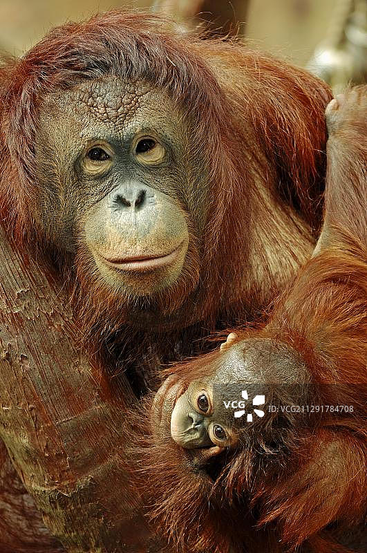 婆罗洲猩猩（Pongo pygmaeus），母猩猩与幼崽，亚洲婆罗洲物种，圈养于荷兰，欧洲图片素材