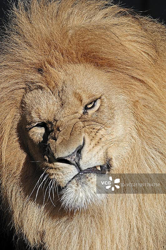 雄狮，非洲物种，圈养，荷兰，欧洲图片素材