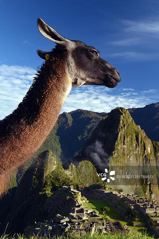 秘鲁库斯科马丘比丘附近的羊驼图片素材