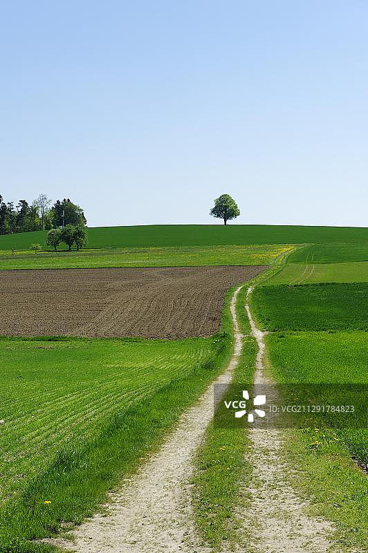 德国通往山丘的田间小路图片素材