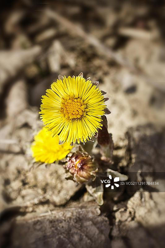 款冬（Tussilago farfara），奥地利，欧洲图片素材
