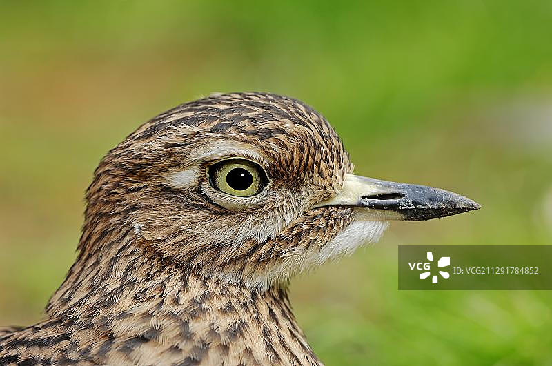 非洲的斑点石鸻图片素材