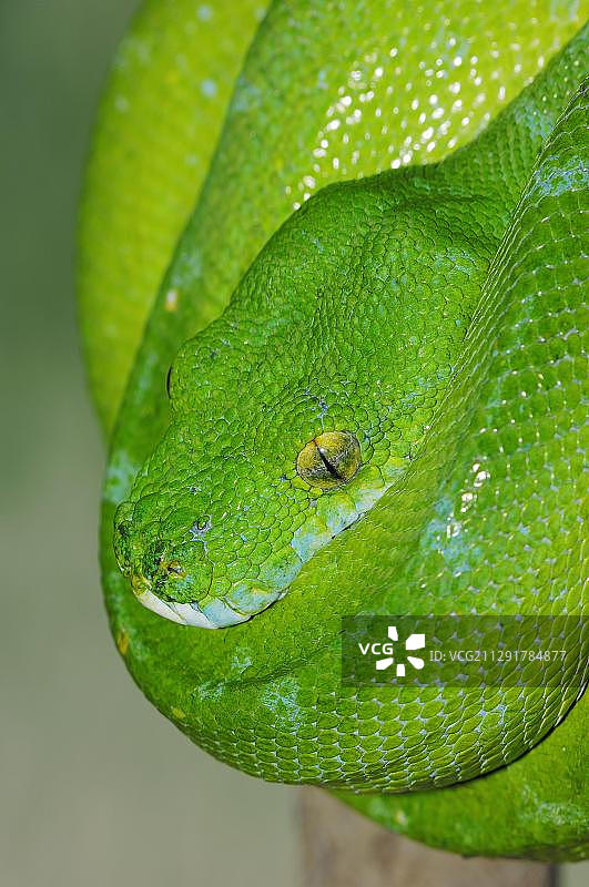 绿树蟒，发现于新几内亚和澳大利亚北部，圈养于荷兰，欧洲图片素材