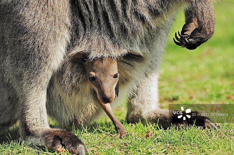 红颈袋鼠（幼崽在育儿袋中），产于澳大利亚，圈养，德国北莱茵-威斯特法伦图片素材
