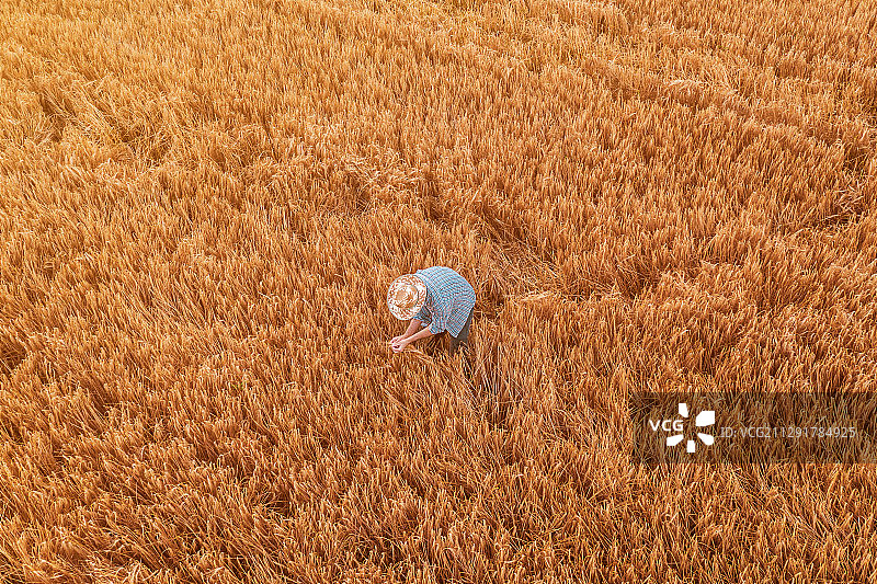 塞尔维亚诺维萨德，农民站在成熟大麦田中航拍图片素材