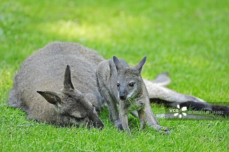 红颈小袋鼠和幼崽（原产于澳大利亚）图片素材