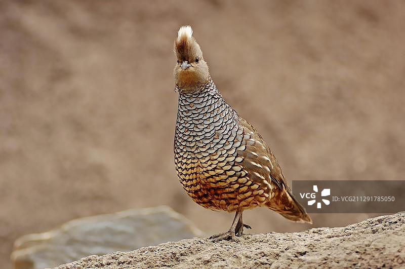 鳞鹑，北美洲，佛罗里达图片素材