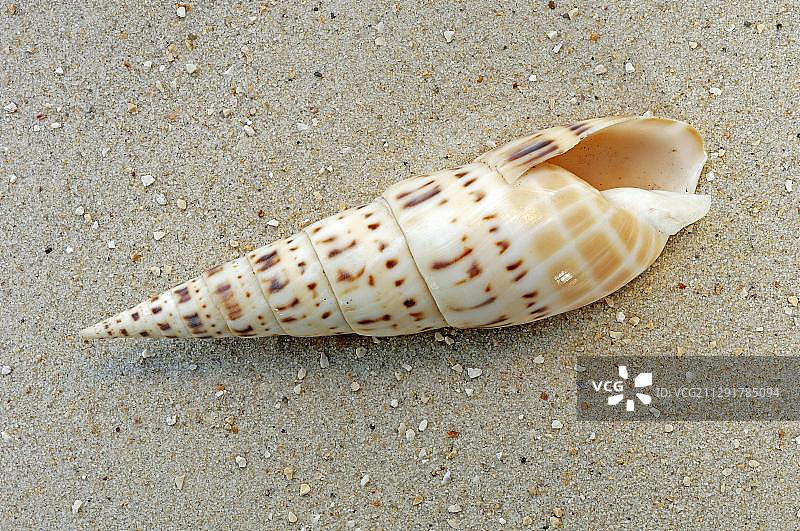 皱纹锥螺（Terebra maculata），产于印度洋-太平洋图片素材
