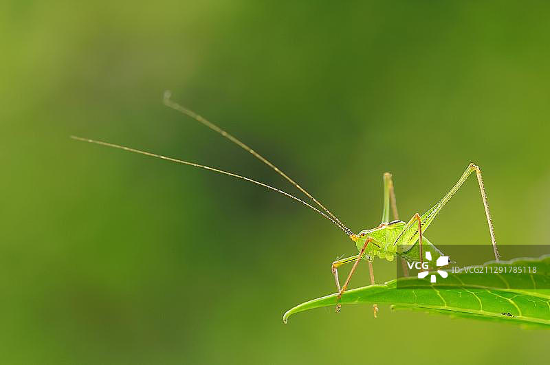 欧洲德国北莱茵-威斯特法伦的斑点灌木蟋蟀（Leptophyes punctatissima），雄性图片素材