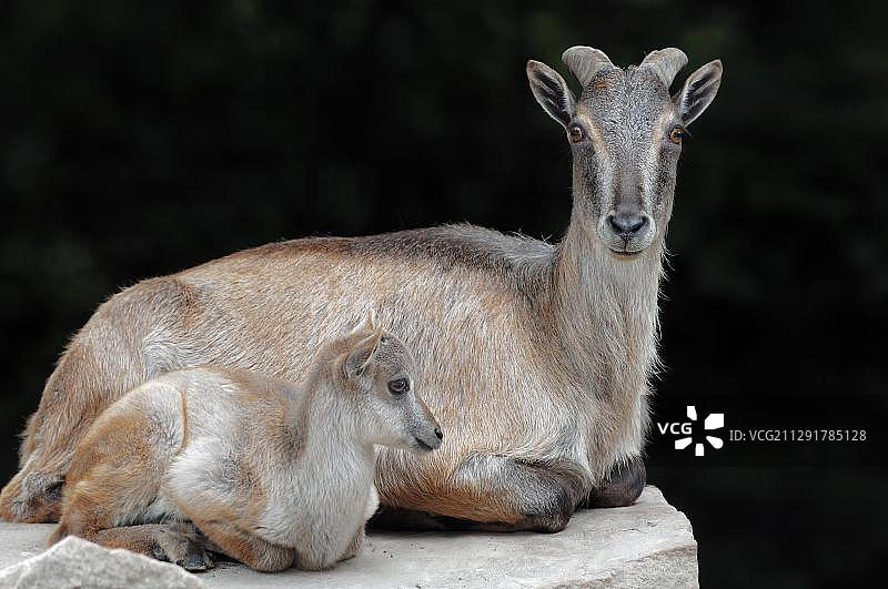 喜马拉雅塔尔羊（喜马拉雅山羊），母鹿和小鹿，亚洲物种，圈养，德国，欧洲图片素材