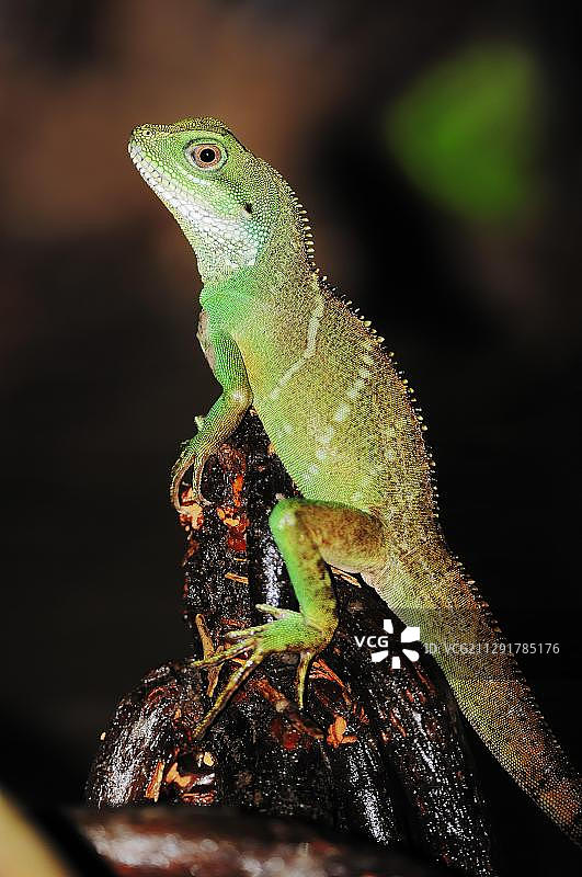 中国水龙（Physignathus cocincinus）幼年个体，原产亚洲，圈养于德国北莱茵-威斯特法伦州图片素材
