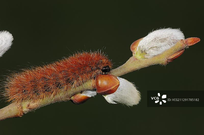 红虎蛾毛虫栖息在山羊柳柳絮上，德国北莱茵-威斯特法伦图片素材