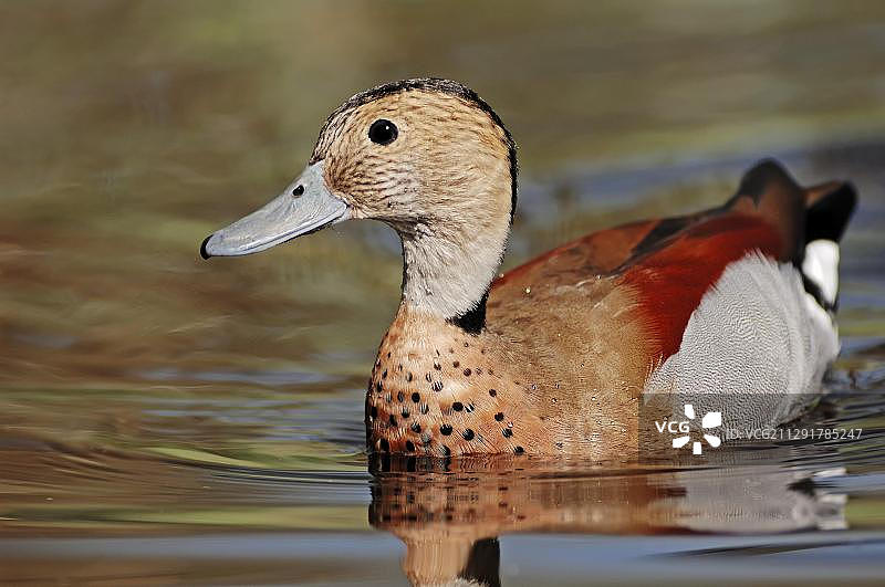 花脸鸭，雄性，原产于南美洲，从圈养中逃脱，德国北莱茵-威斯特法伦州图片素材