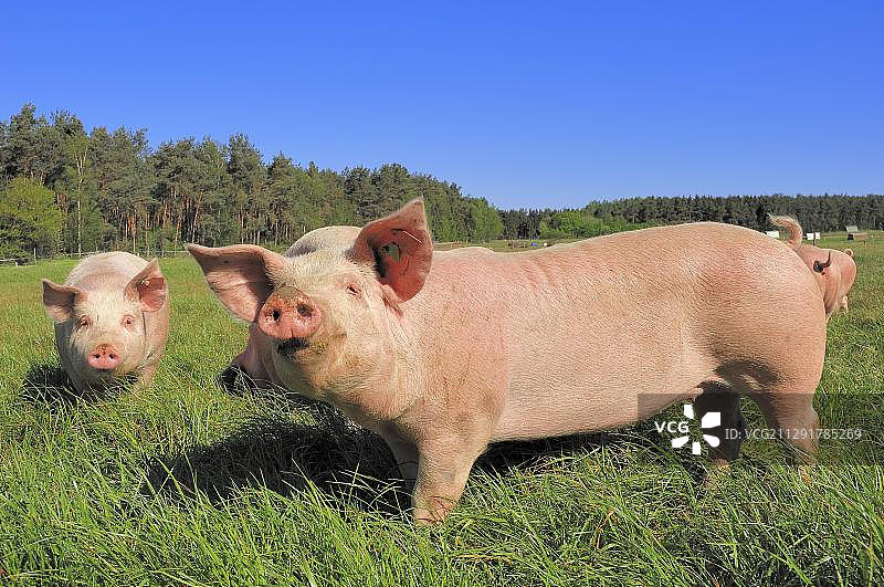 自由放养的家猪（Sus scrofa domestica），石勒苏益格-荷尔斯泰因，德国图片素材