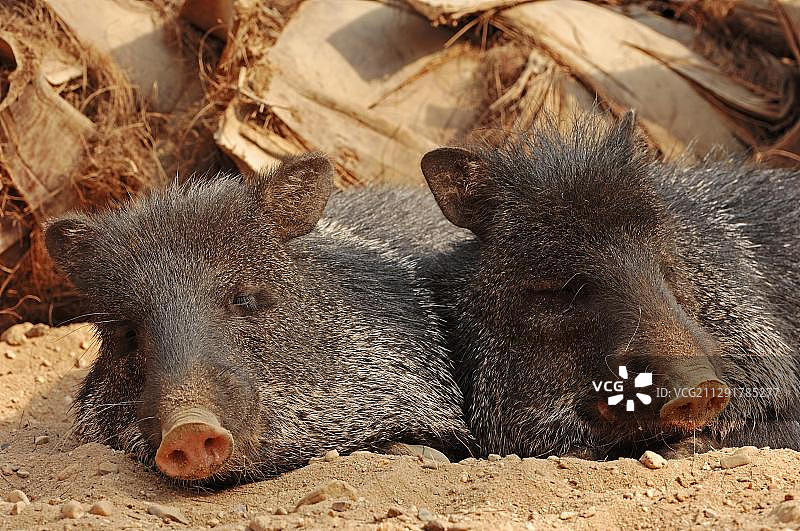 北美洲的白唇西貒（圈养于捷克）图片素材