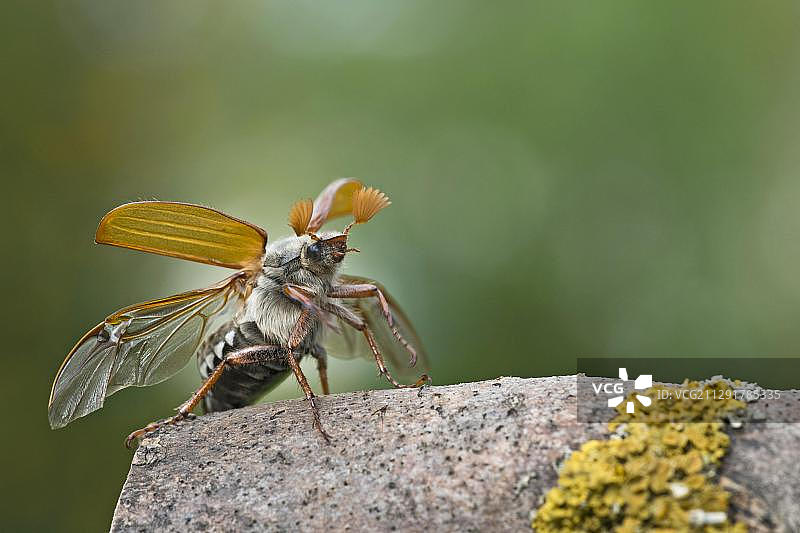 金龟子(Melolontha Melolontha)，起飞，古克斯哈根，黑塞，德国，欧洲图片素材