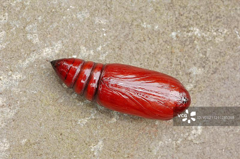 德国北部的大黄下翅蛾蛹图片素材