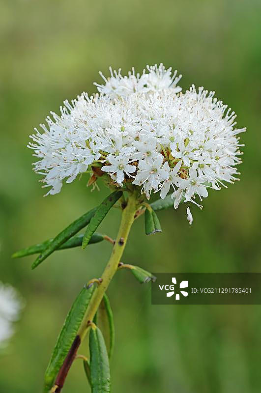 沼泽拉布拉多茶图片素材