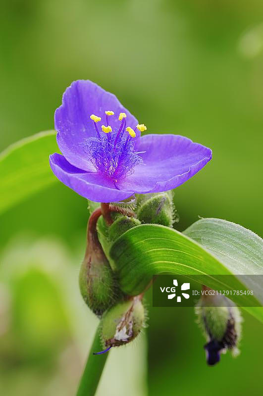 德国甜凯特（紫露草）图片素材