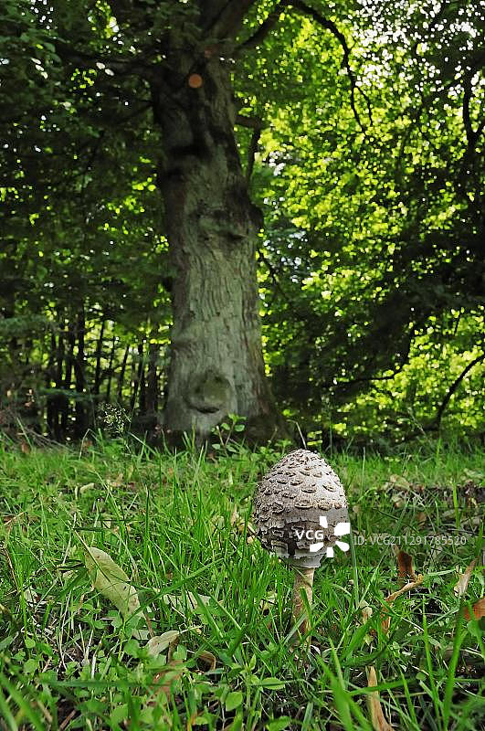 大环柄菇，德国北莱茵-威斯特法伦图片素材