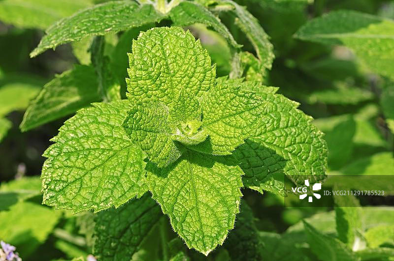 古巴薄荷图片素材