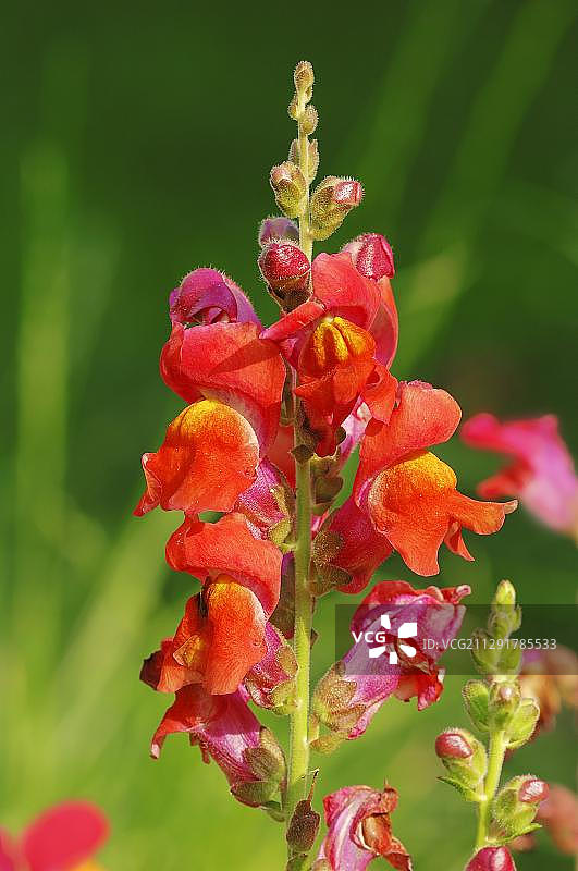 德国花园中的金鱼草图片素材