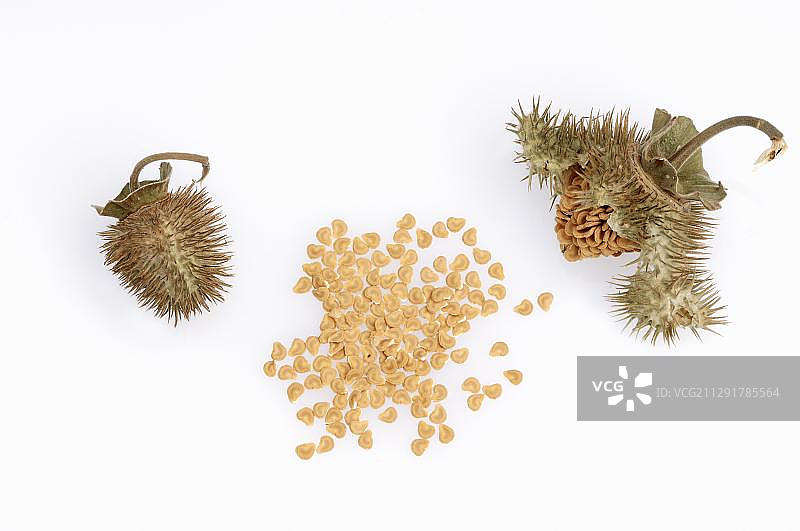 曼陀罗种子图片素材