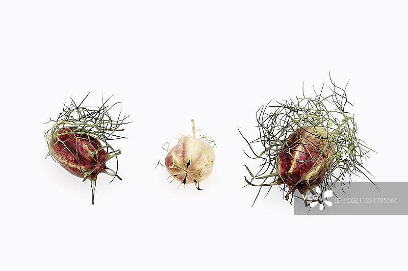 黑种草的果实，发现于南欧，被用作药用植物图片素材